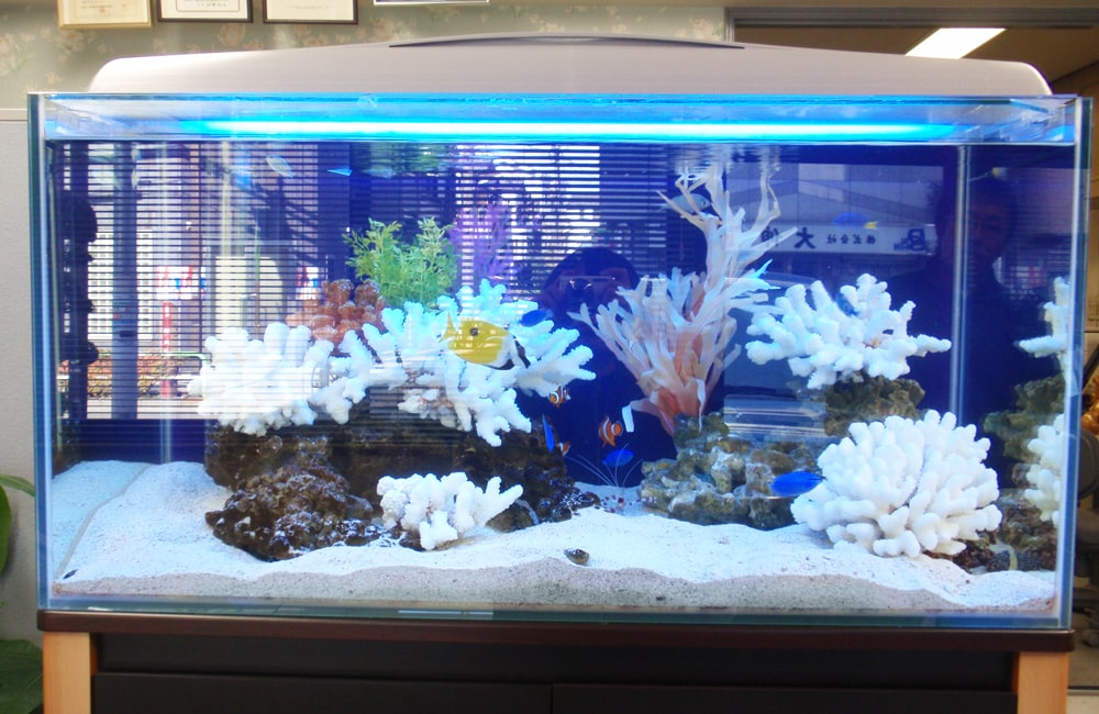 荒川区　企業様　オフィスに90cm海水魚水槽を設置　水槽レンタル事例 メイン画像