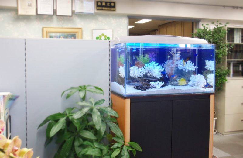 荒川区　企業様　オフィスに90cm海水魚水槽を設置　水槽レンタル事例 水槽画像２