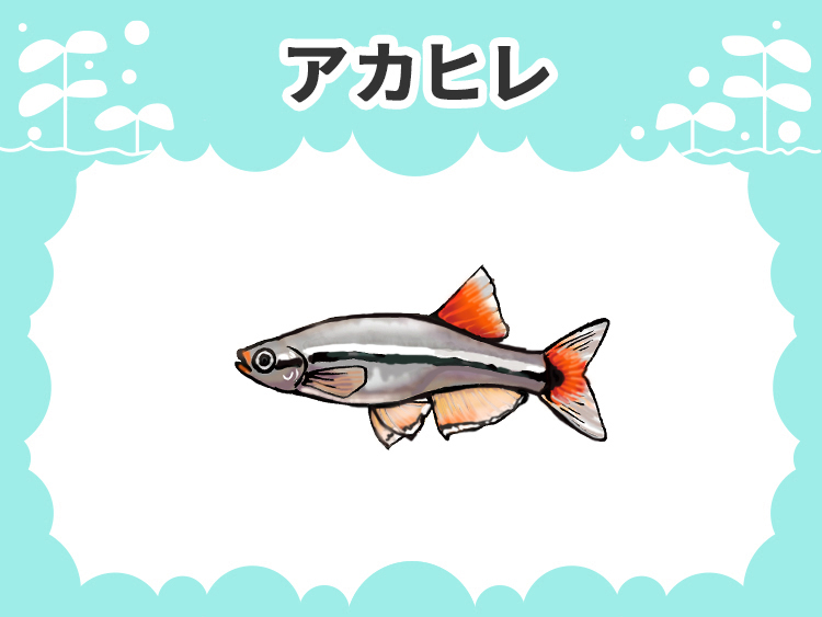 初心者におすすめ・人気の熱帯魚ベスト20｜値段が安くて飼いやすい種類｜東京アクアガーデン