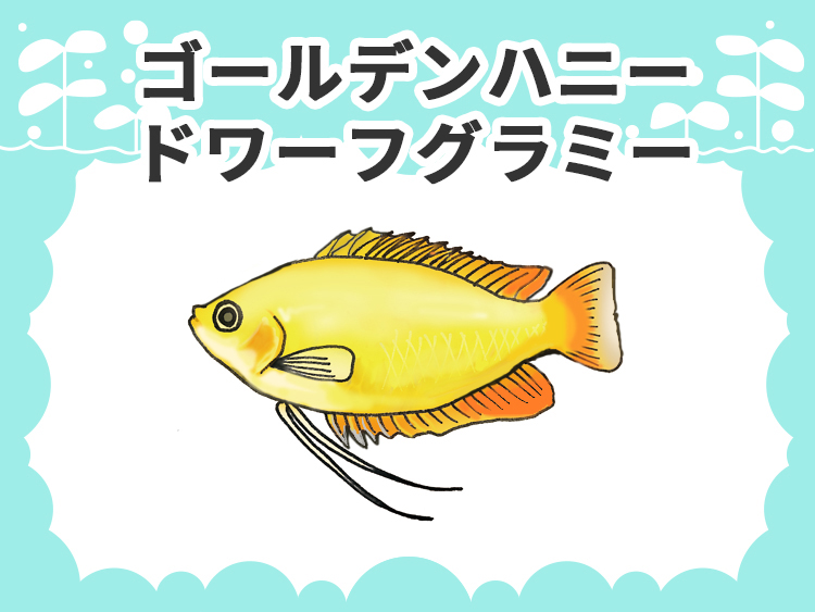 お魚図鑑 ゴールデンハニードワーフグラミー メインイメージ