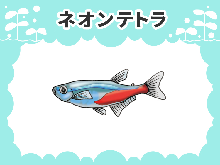 ネオンテトラのお魚図鑑