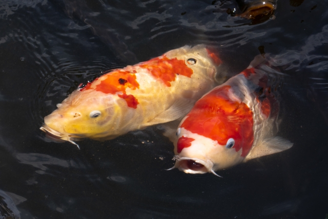 錦鯉を水槽で飼育する｜飼育方法や水槽飼育のポイント、注意点とは｜東京アクアガーデン