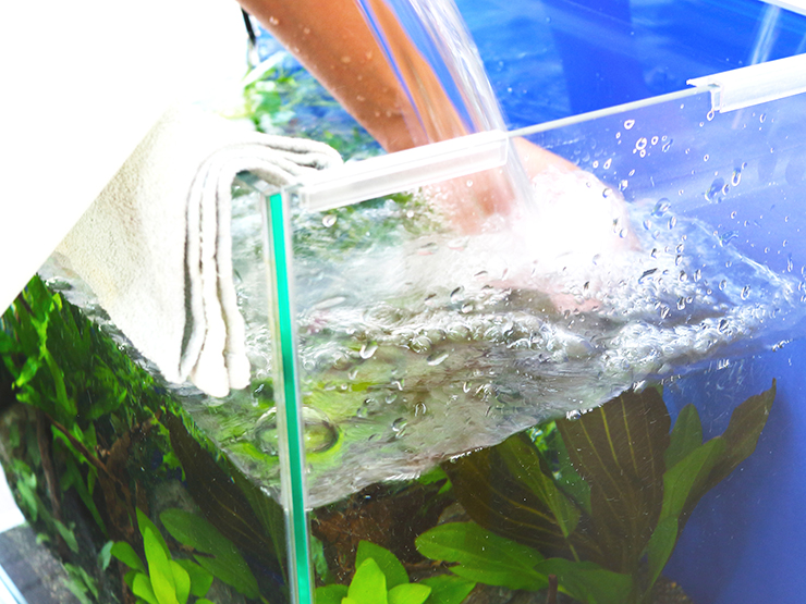 金魚のエラ病とは 原因と治療方法 エラ病にしないための対策を考える 東京アクアガーデン