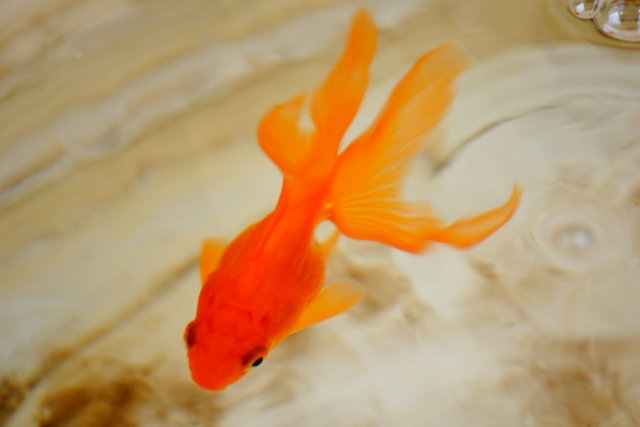 金魚がたまごを生んだ 繁殖と産卵時期 稚魚の育て方とは 東京アクアガーデン