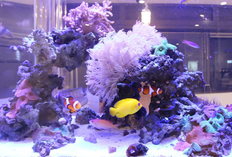 サンゴ水槽はLED照明で管理しよう｜おすすめのLED5選と夜間照明について｜東京アクアガーデン