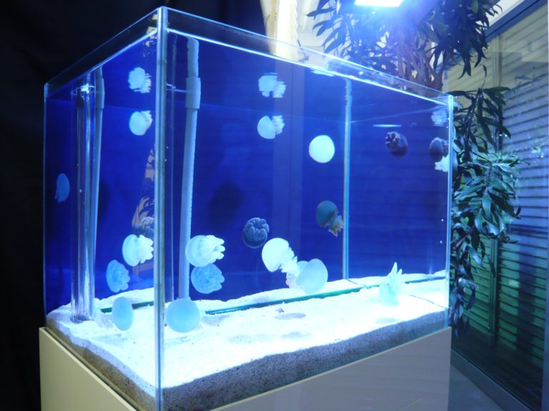 クラゲを飼育 自宅で飼うためのコツと餌や水温 入手方法について 東京アクアガーデン