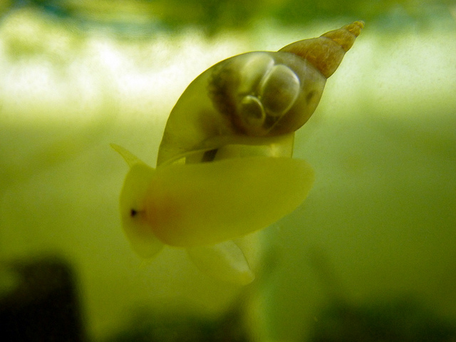 水槽にスネール・小さな貝が発生した！その原因と対策を教えます！のサムネイル画像