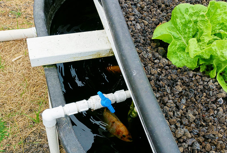 アクアポニックスで水換え回数は減るのか 育てられる魚や植物 野菜をご紹介 東京アクアガーデン