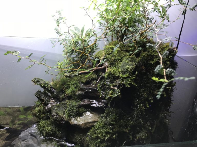 きれいな苔を育てよう 簡単に育つ 栽培するのにお勧めな苔10選 東京アクアガーデン