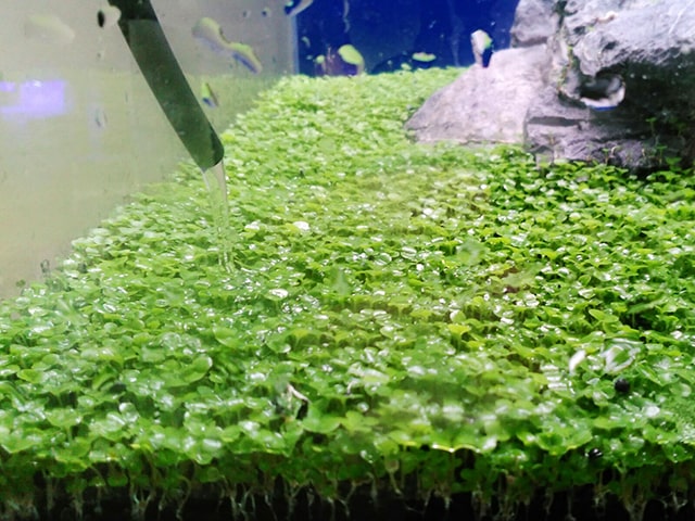 水草で緑の絨毯を作りたい 絨毯作りにおすすめの水草5種をご紹介です 東京アクアガーデン