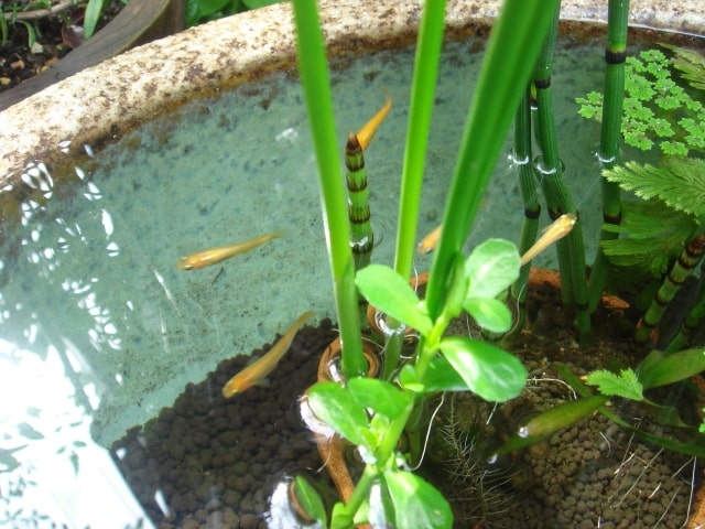 金魚鉢 ガラス 睡蓮鉢 メダカ ビオトープ 金魚 水鉢