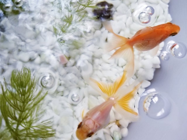 金魚が突然死んだ 原因と対策を紹介 特に酸欠に注意しよう 東京アクアガーデン