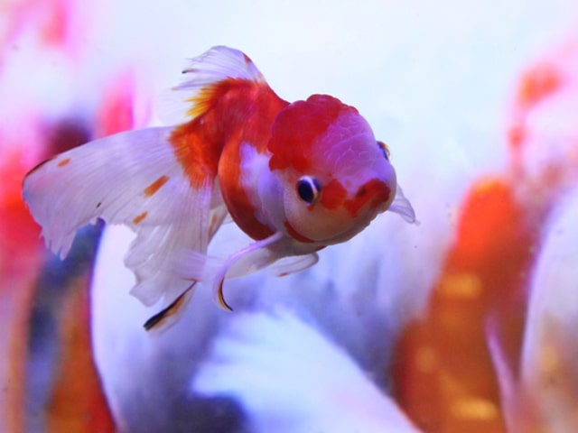 金魚が突然死んだ 原因と対策を紹介 特に酸欠に注意しよう 東京アクアガーデン