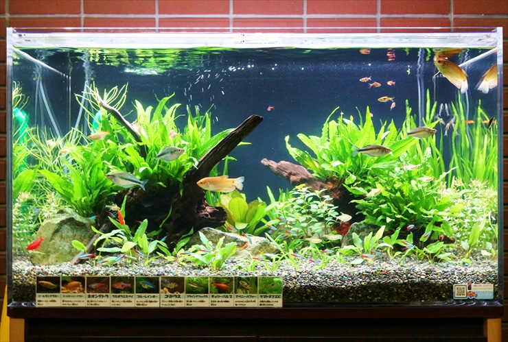 60cm水槽に最適な熱帯魚の数とは 計算方法と考え方について 東京アクアガーデン