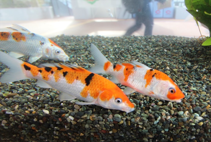 水槽で錦鯉を飼う 飼育方法や水槽飼育のポイント 注意点とは 東京アクアガーデン