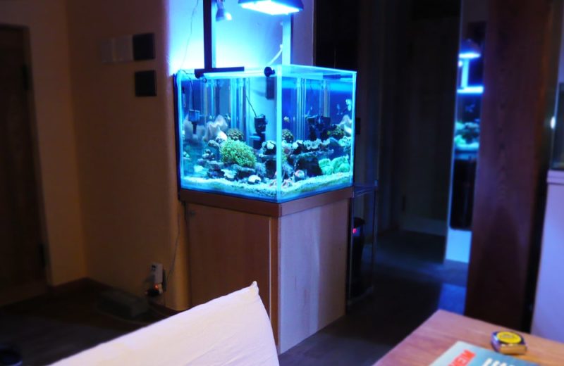 大田区　個人宅　海水魚水槽4台　水槽メンテナンス事例　 水槽画像３