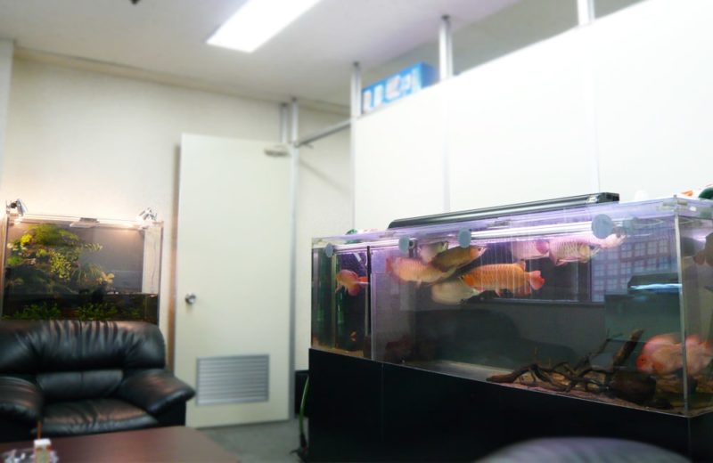 企業オフィス　200cmアロワナ水槽　水槽販売・設置事例 水槽画像３