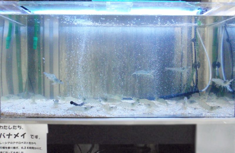 食品イベント　90cm海水魚水槽　水槽短期レンタル事例 水槽画像２