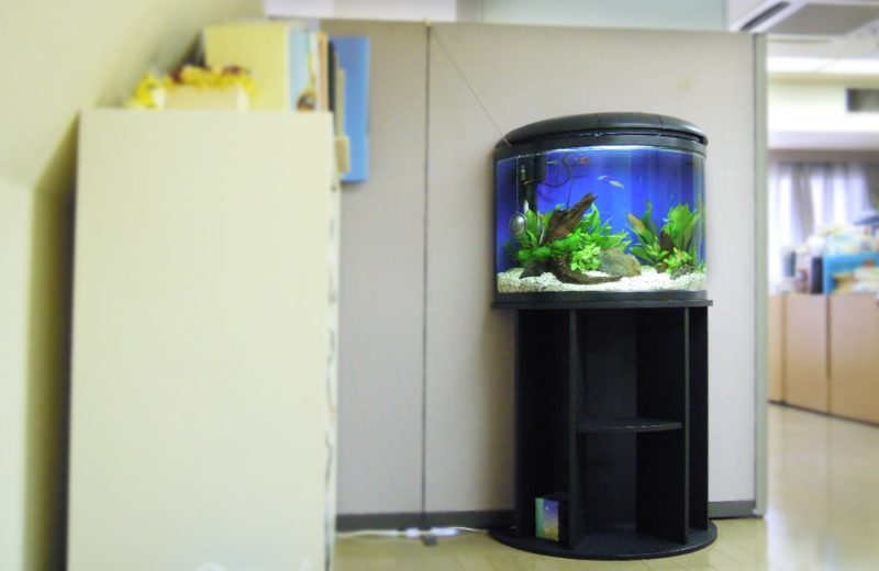 練馬区　企業様　事務所に設置　半円柱淡水魚水槽　水槽レンタル事例 水槽画像１