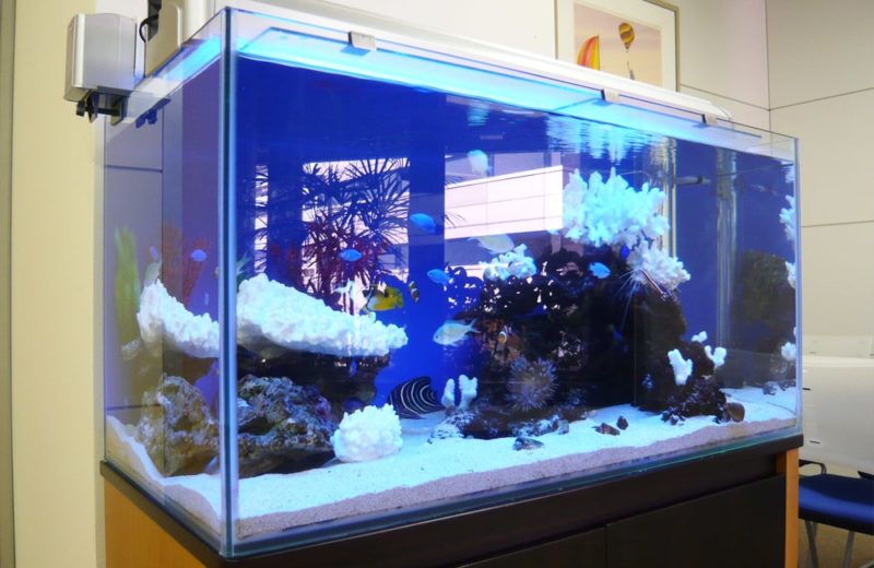 千代田区 企業様　オフィスの応接室　90cm海水魚水槽　レンタル事例 水槽画像２