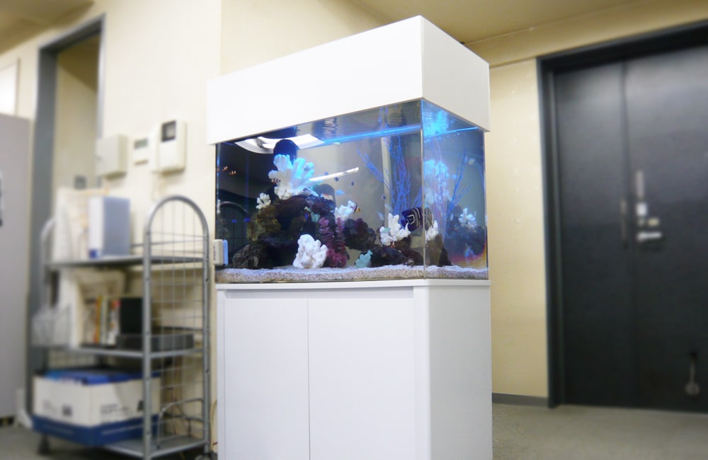 渋谷区　企業様　オフィス　90cm海水魚水槽　水槽レンタル事例 メイン画像
