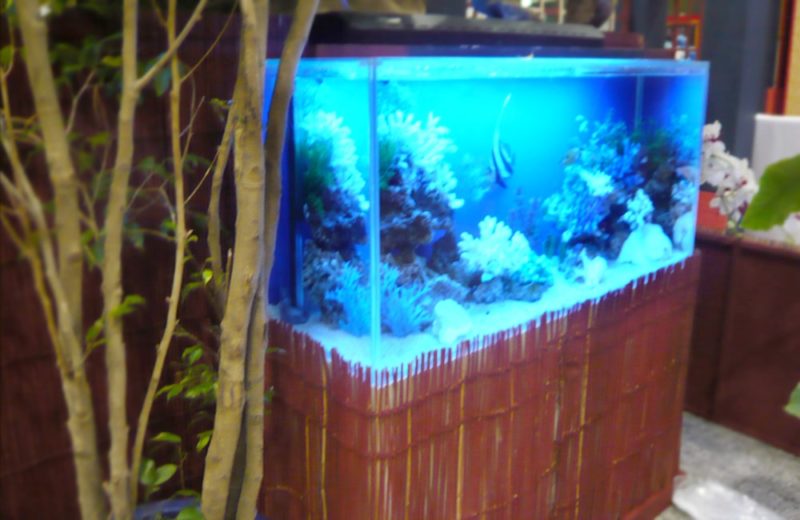 イベント会場に設置　90cm海水魚水槽　水槽短期レンタル事例 水槽画像２