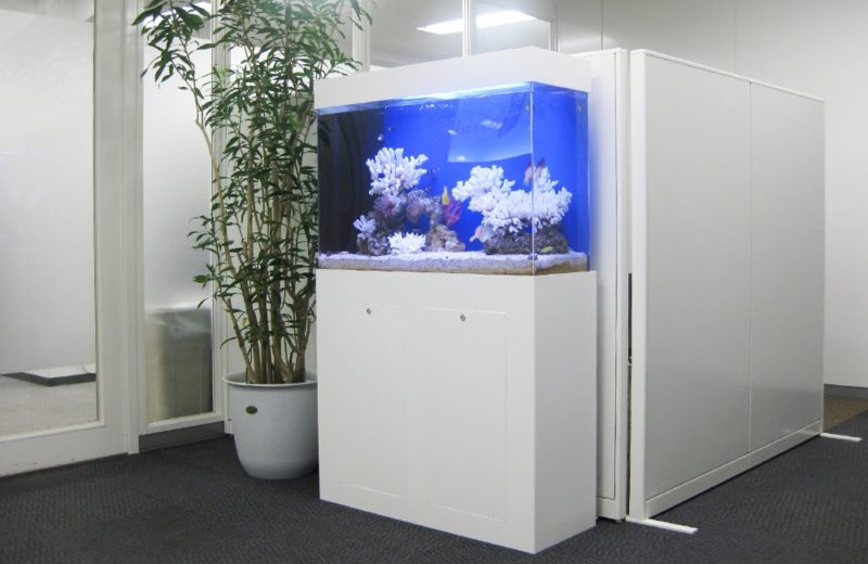 千代田区企業様　オフィス　90cm海水魚水槽　水槽レンタル事例 水槽画像１