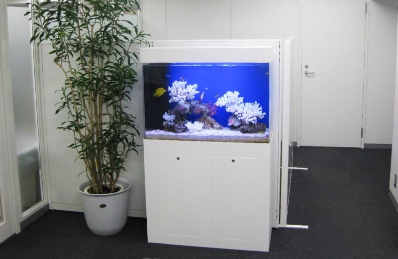 千代田区企業様　オフィス　90cm海水魚水槽　水槽レンタル事例 水槽画像２