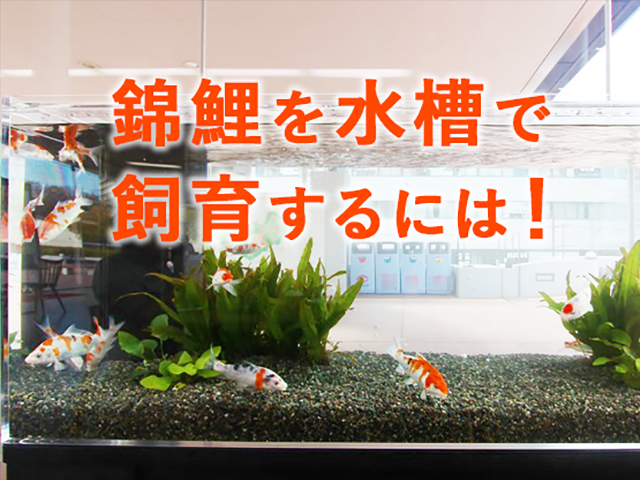 水槽で錦鯉を飼う！？飼育方法や水槽飼育のポイント、注意点とは｜東京アクアガーデン