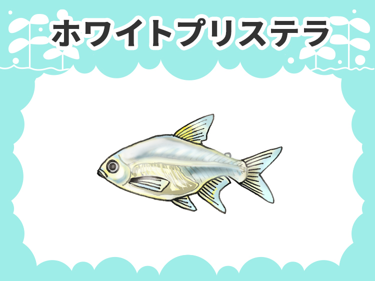 お魚図鑑 ホワイトプリステラ メインイメージ