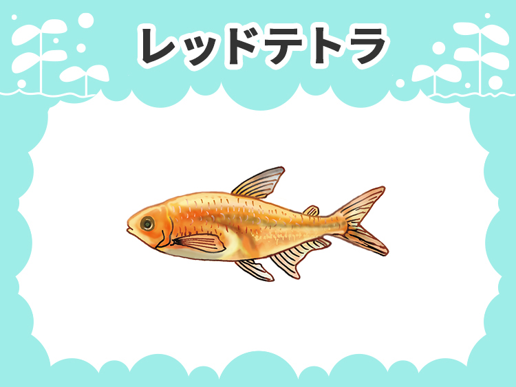 お魚図鑑 レッドテトラ メインイメージ