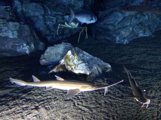 深海魚をまとめてみました! 有名な深海魚の種類と会える水族館を紹介しますのサムネイル画像