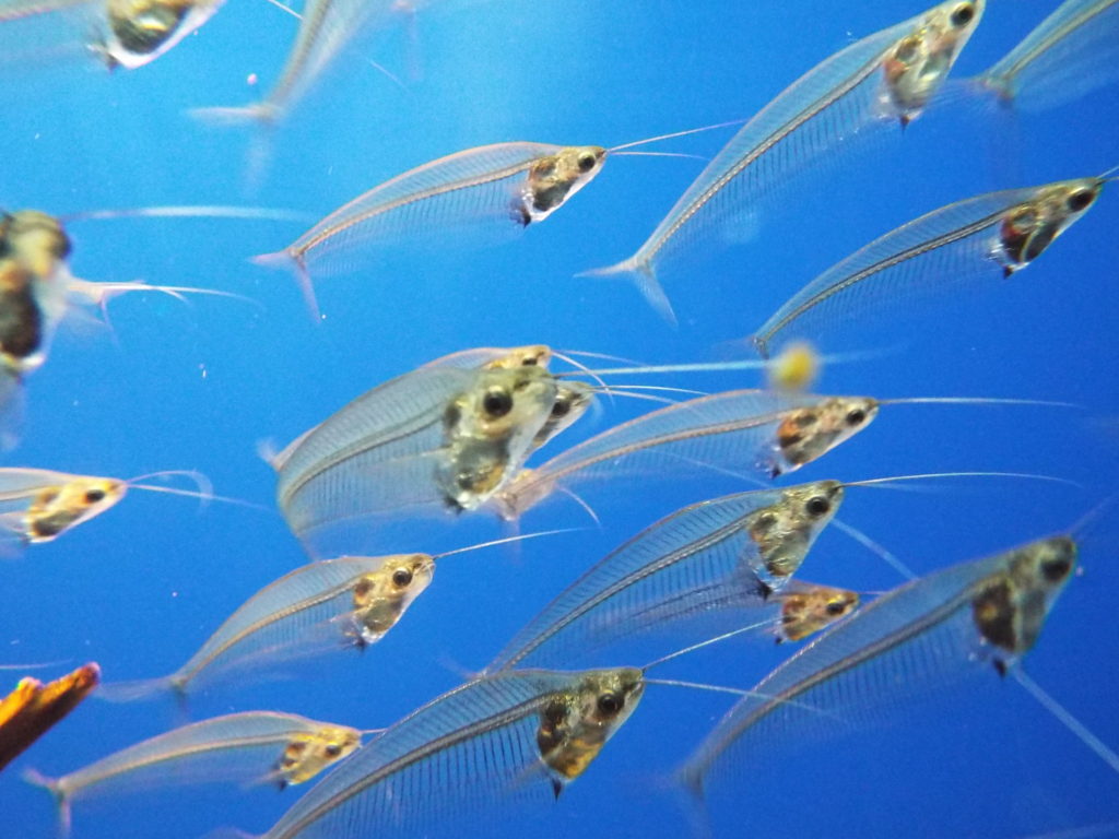 淡水水槽に入れたい 透明な熱帯魚ベスト5 飼育方法までプロが徹底解説 東京アクアガーデン