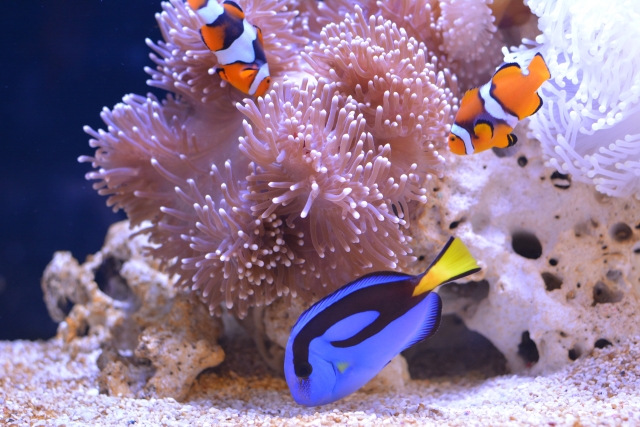 おすすめ人気の殺菌灯ベスト3を紹介！熱帯魚水槽に使用すると3つの効果が！のサムネイル画像