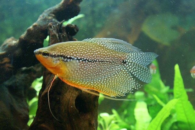 ハタ の画像 写真素材 ベクター画像 Shutterstock ハタ 魚 種類