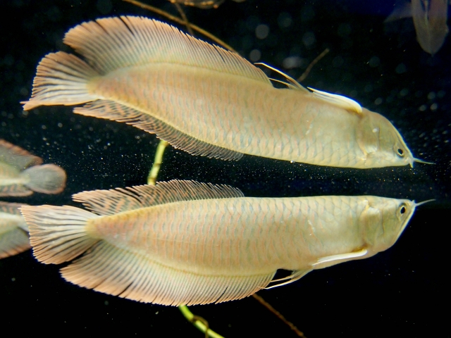 古代魚を飼育してみよう！小型種から大型種まで、飼いやすい古代魚ベスト5 水槽画像
