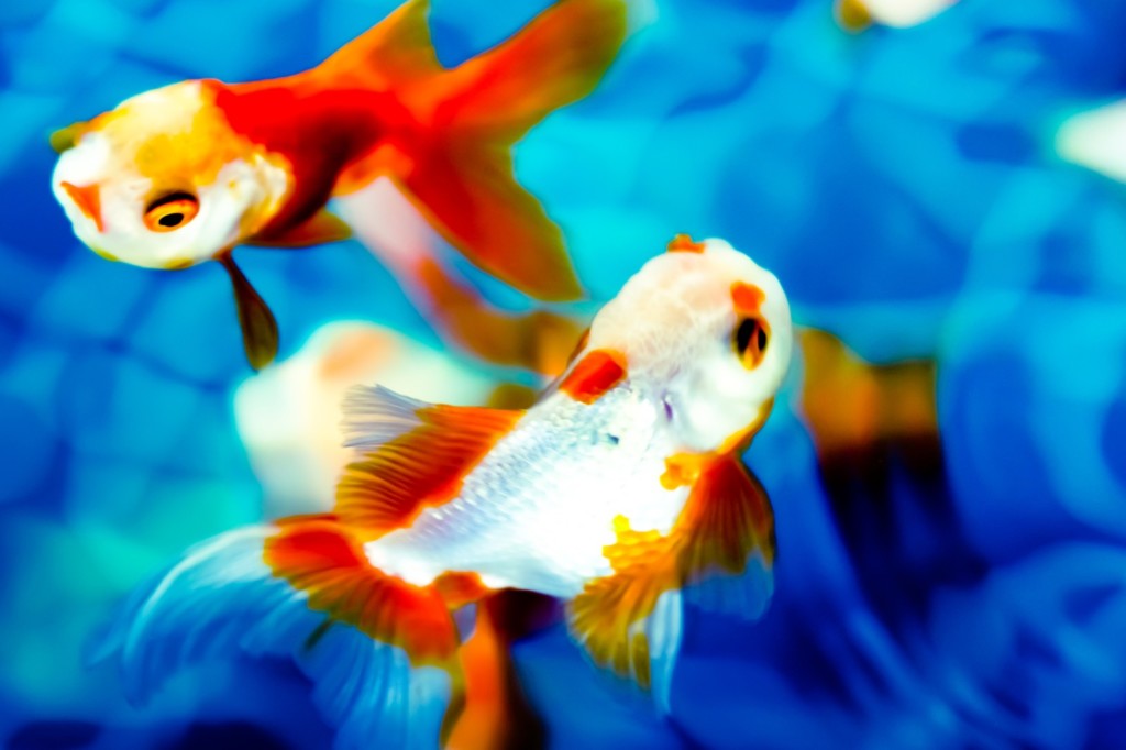 金魚水槽のレイアウト おしゃれな金魚水槽事例を5つご紹介します 東京アクアガーデン