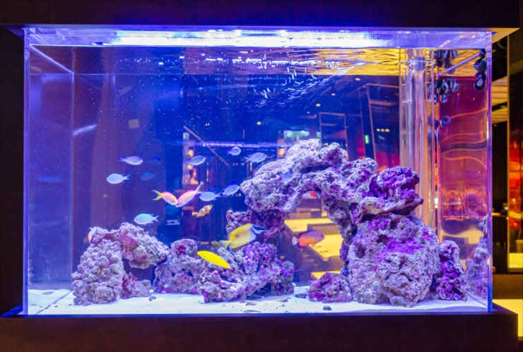 海水魚水槽がきれいに見える！おすすめライトとLED照明のメリットのサムネイル画像