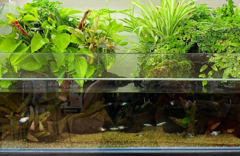 メダカ水槽にも陸地を作ろう 根腐れ 湿気に強く美しい観葉植物5選 東京アクアガーデン