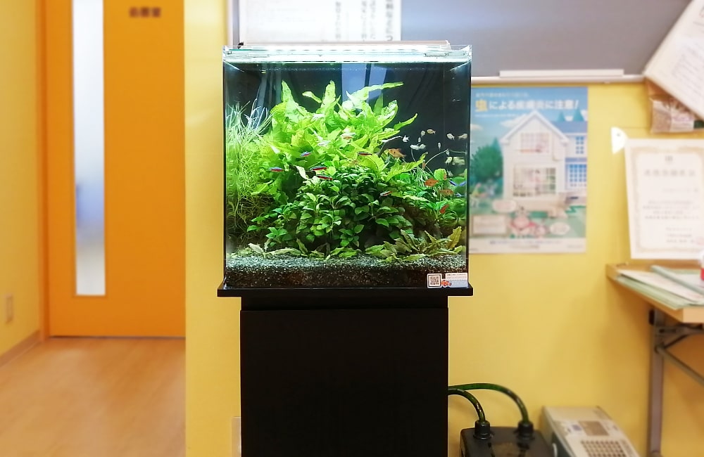 神奈川県川崎市　内科クリニック様　45cm淡水魚水槽 水槽レンタル事例のサムネイル画像