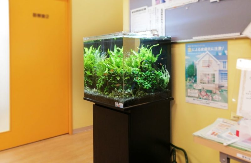 神奈川県川崎市　内科クリニック様　45cm淡水魚水槽 水槽レンタル事例 水槽画像５