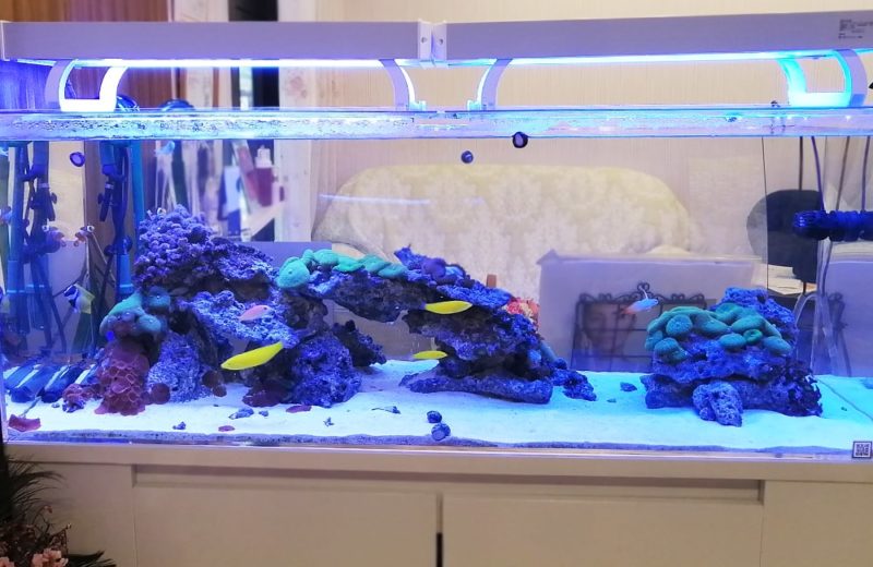 立川市　美容サロン様　店内で輝く120cm海水魚水槽　水槽リース事例 水槽画像３
