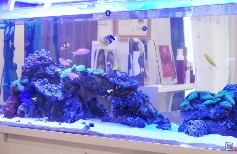 立川市　美容サロン様　店内で輝く120cm海水魚水槽　水槽リース事例 水槽画像４
