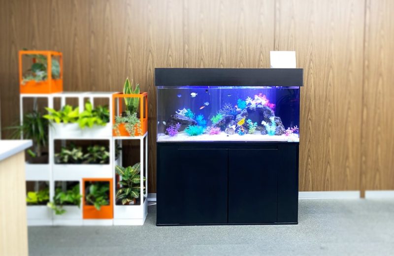神奈川県　企業様　オフィスに設置した120cm海水魚水槽　水槽レンタル事例 水槽画像２