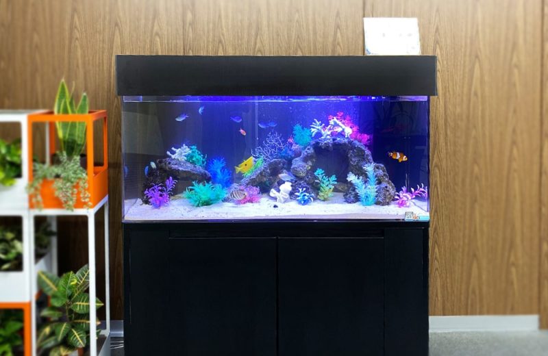 神奈川県　企業様　オフィスに設置した120cm海水魚水槽　水槽レンタル事例 水槽画像３