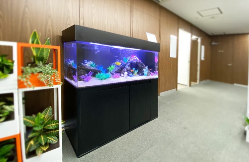 神奈川県　企業様　オフィスに設置した120cm海水魚水槽　水槽レンタル事例 水槽画像５