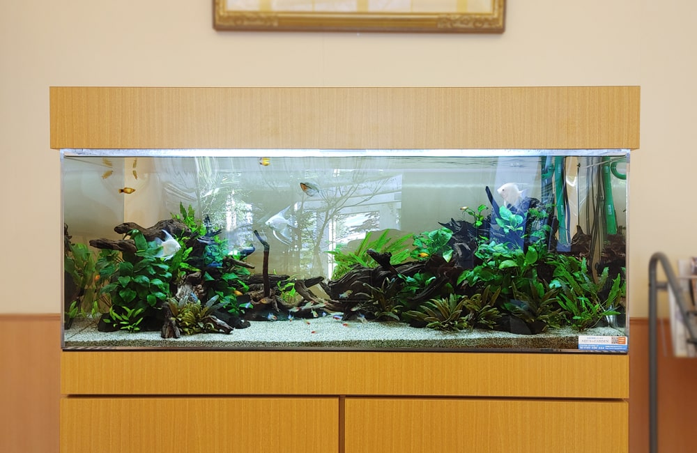 愛知県豊田市　病院に設置した120cm淡水魚水槽　水槽リース事例のサムネイル画像