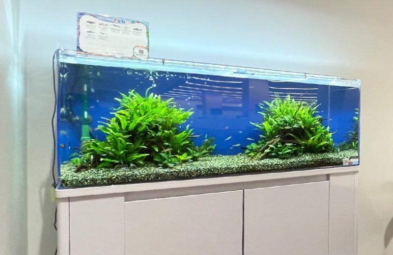 足立区　文教大学様　120cm 淡水魚水槽　水槽レンタル事例 水槽画像１