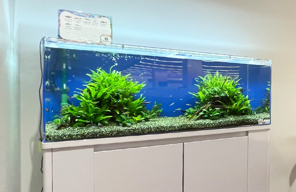 足立区　文教大学様　120cm 淡水魚水槽　水槽レンタル事例のサムネイル画像