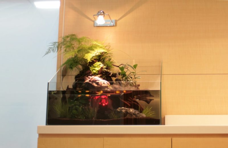 港区赤坂　オフィス　60cmアクアテラリウム水槽　販売・メンテナンス事例 水槽画像１